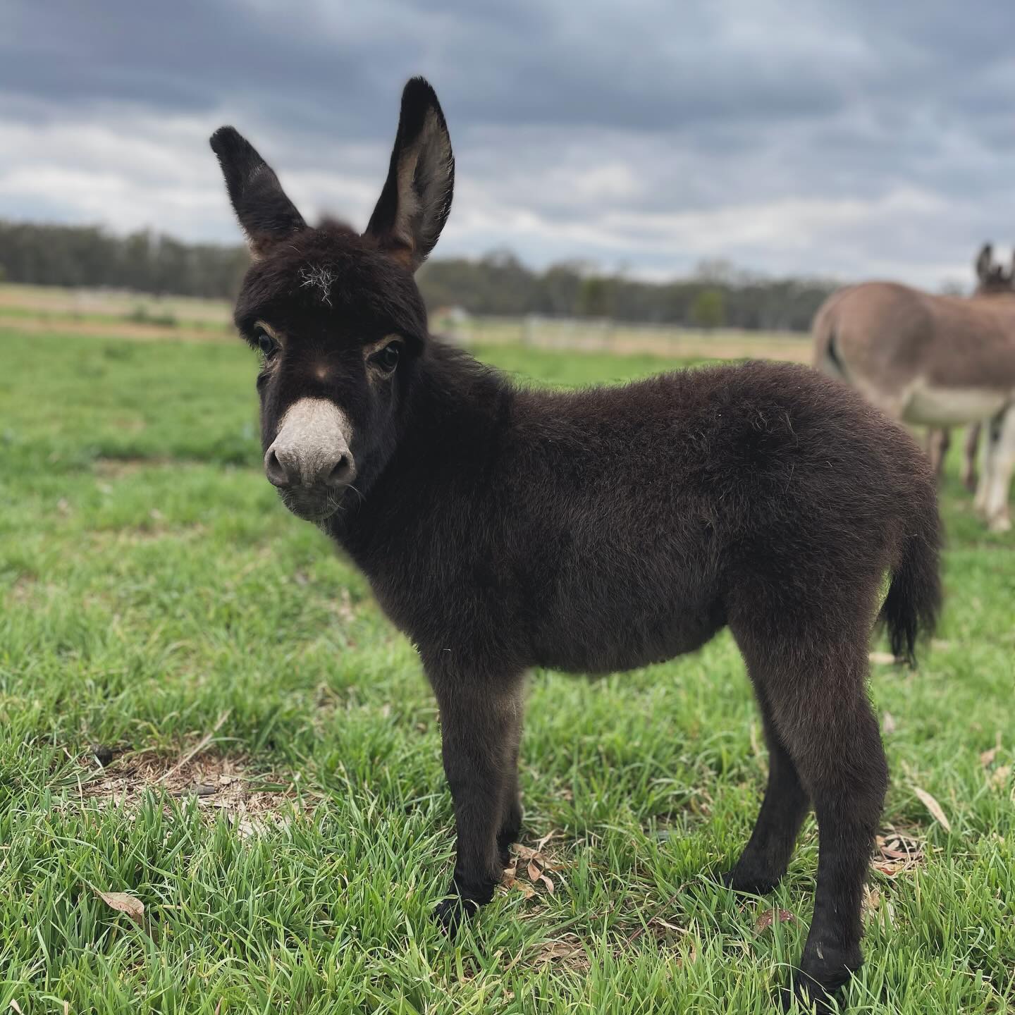 Miniature Donkey for Sale