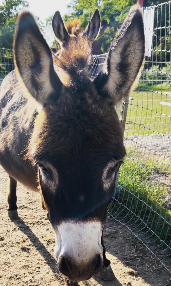 Teacup Mini Donkey