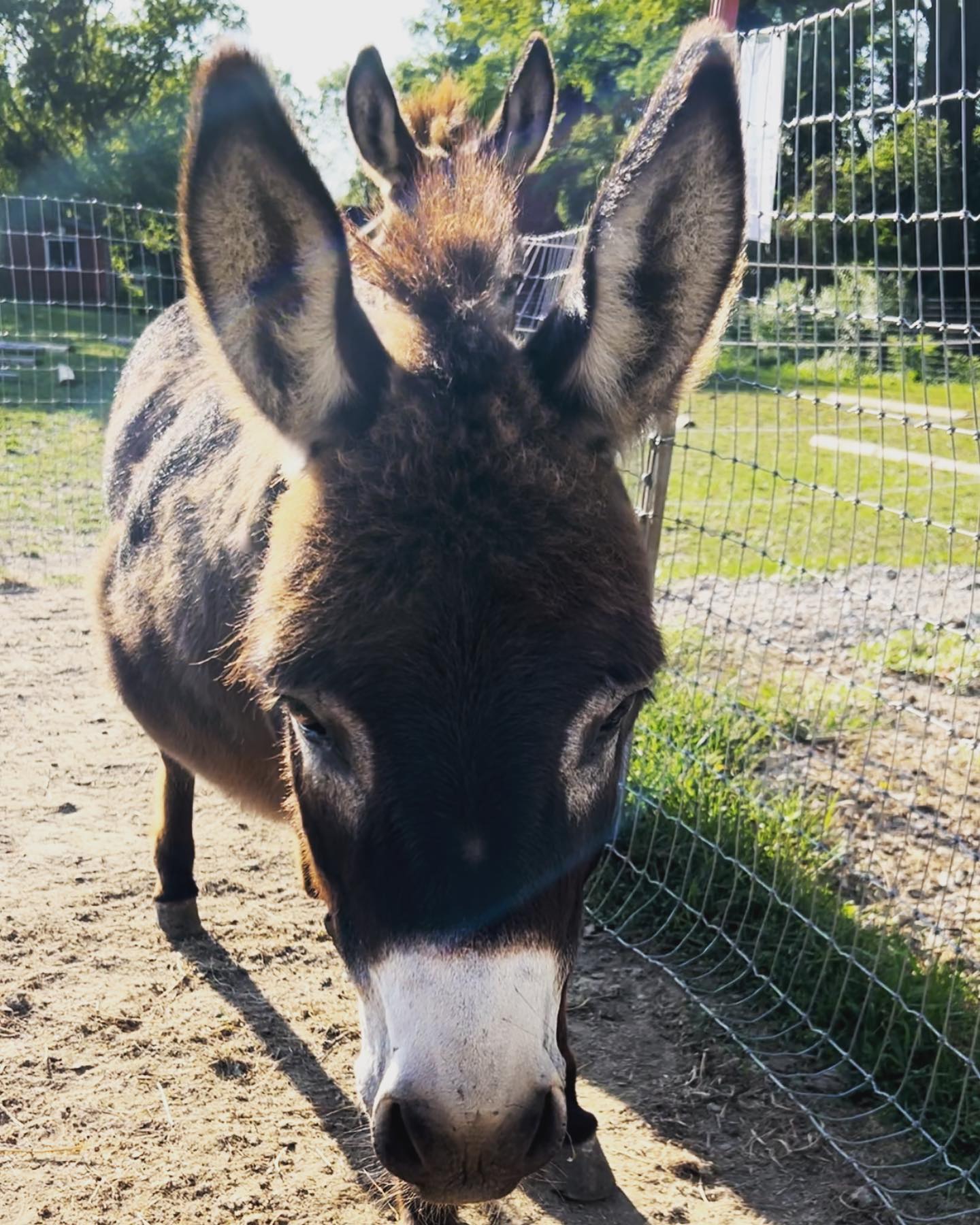 Teacup Mini Donkey
