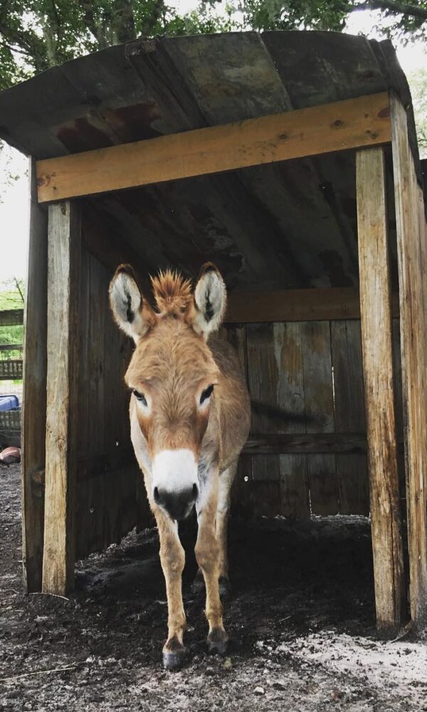 Miniature Burro for Sale