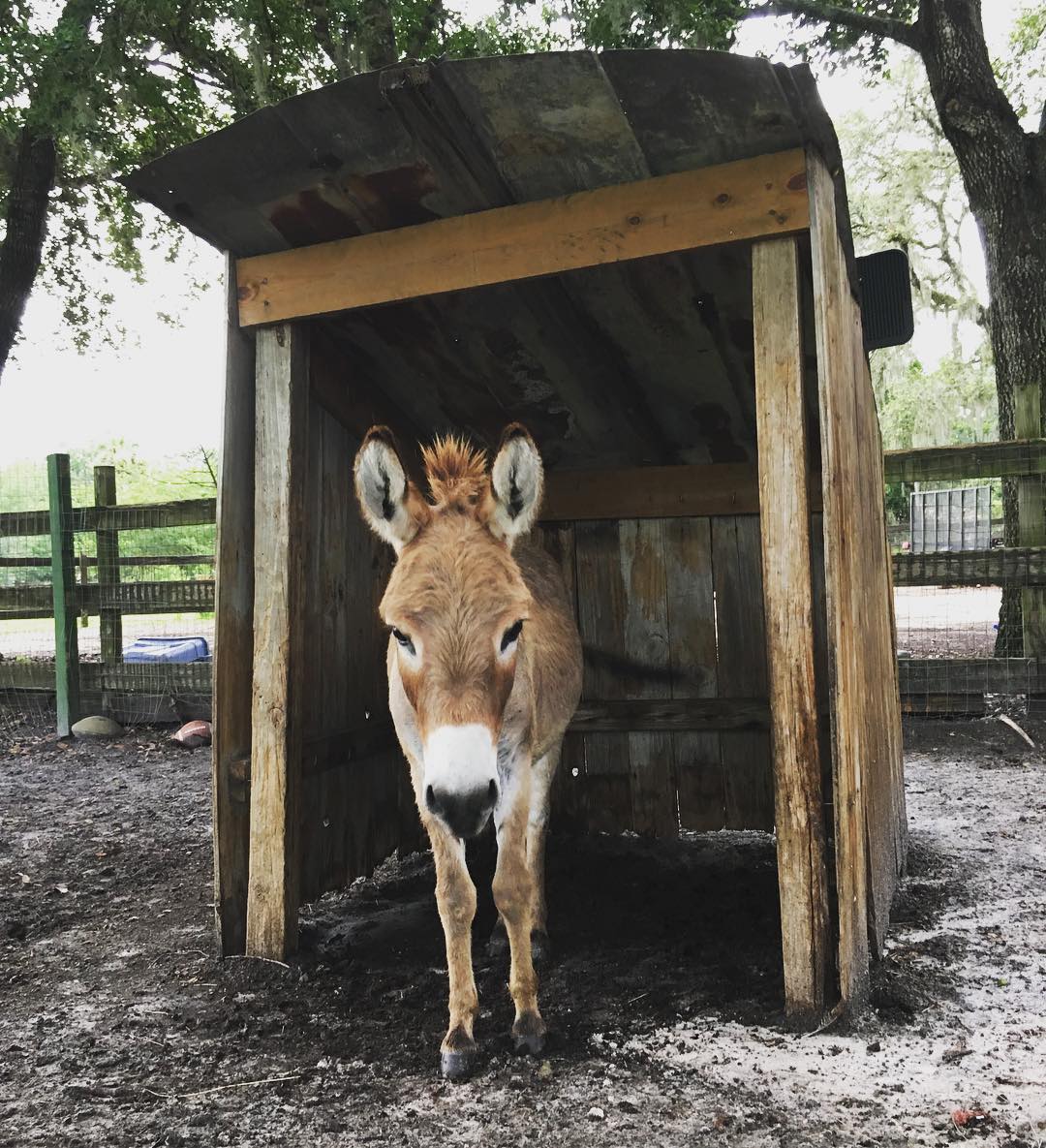 Miniature Burro for Sale