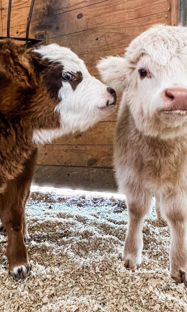 Mini Highland Calves for Sale