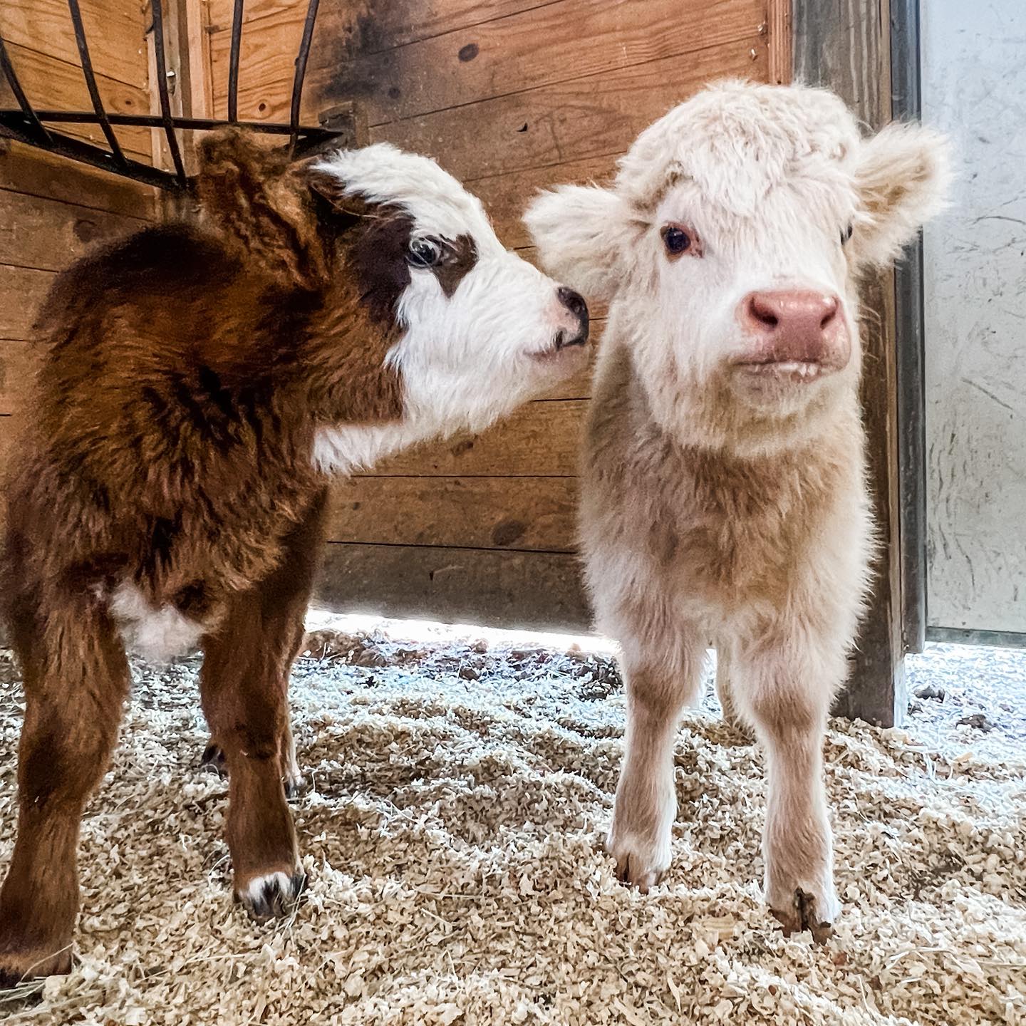 Micro Mini Highland Cow for Sale