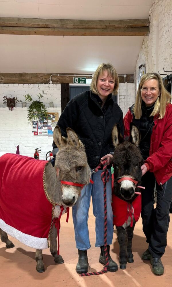 Mini Donkeys for Sale Near Me