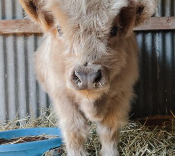 Mini Highland Cattle for Sale