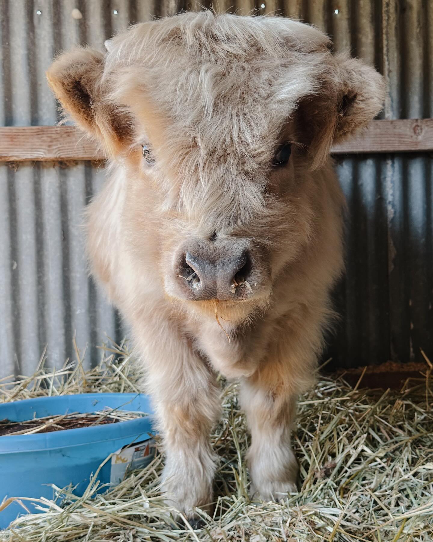 Mini Highland Cattle for Sale
