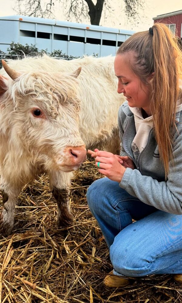 Highland Miniature Cattle for Sale