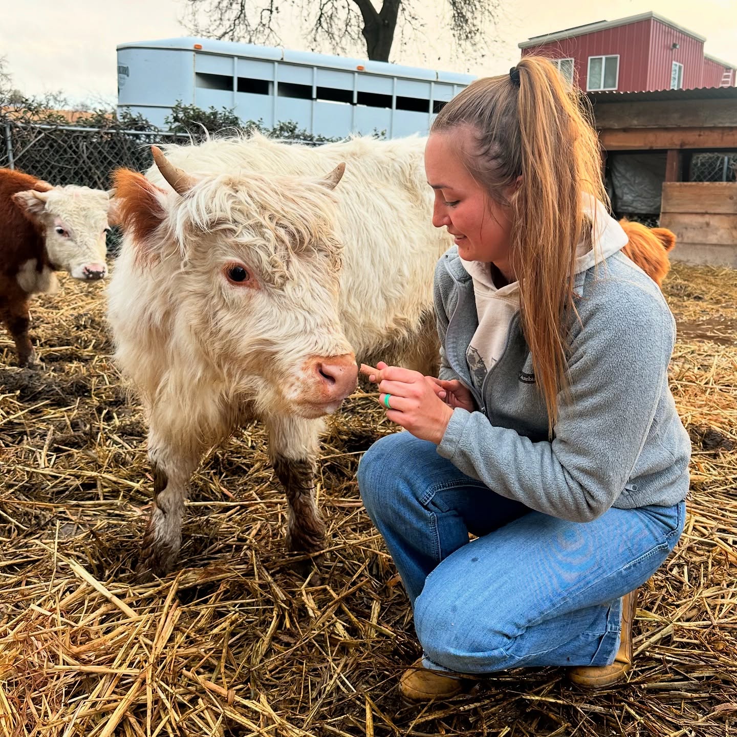 Highland Miniature Cattle for Sale