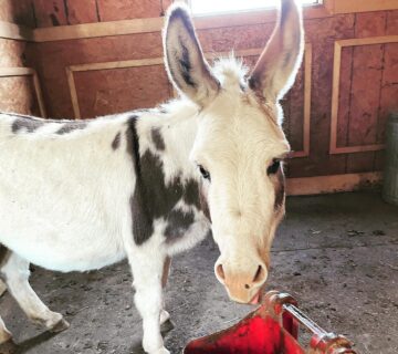 Micro Miniature Donkeys