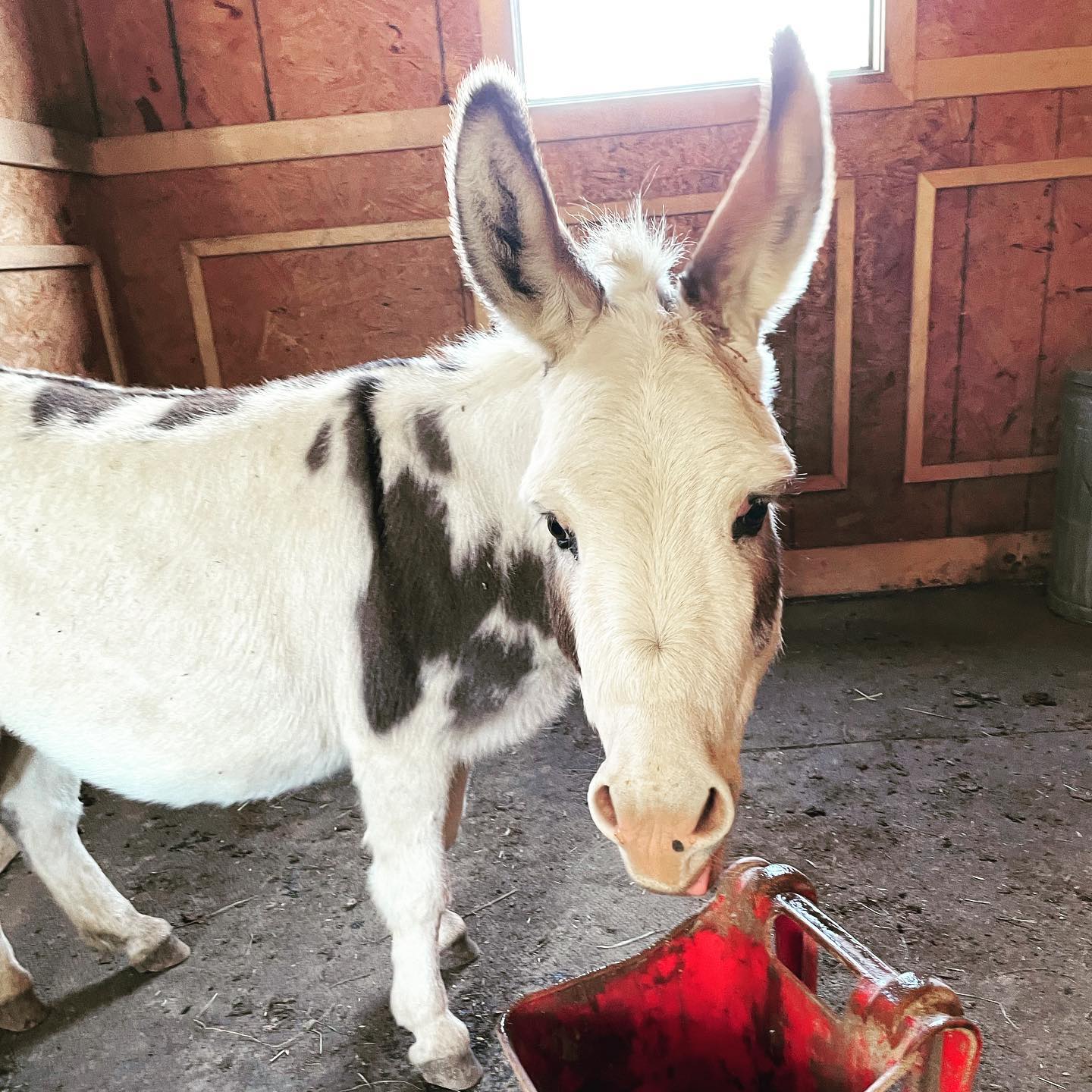 Micro Miniature Donkeys