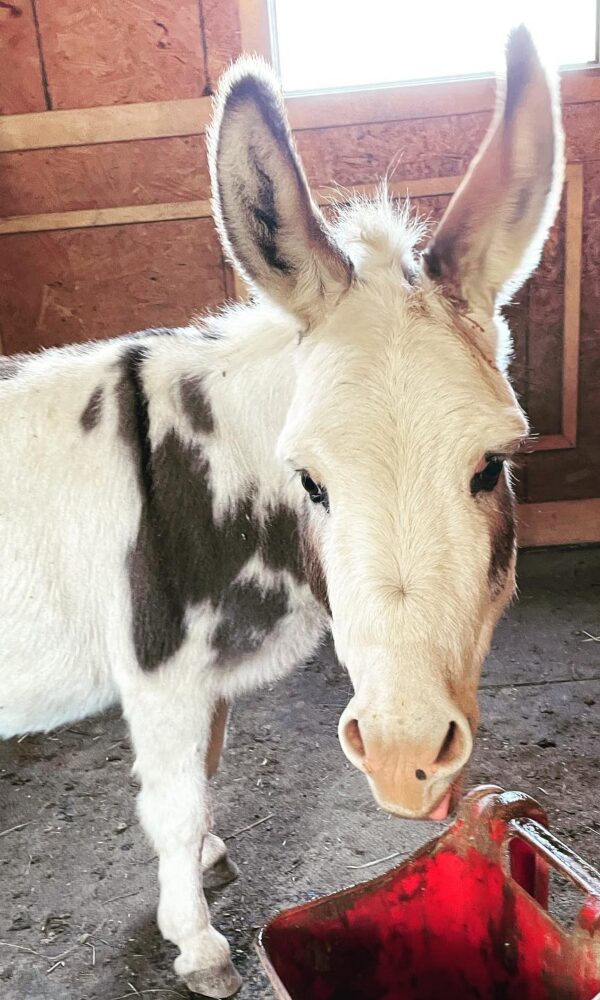 Mini Donkeys Near Me