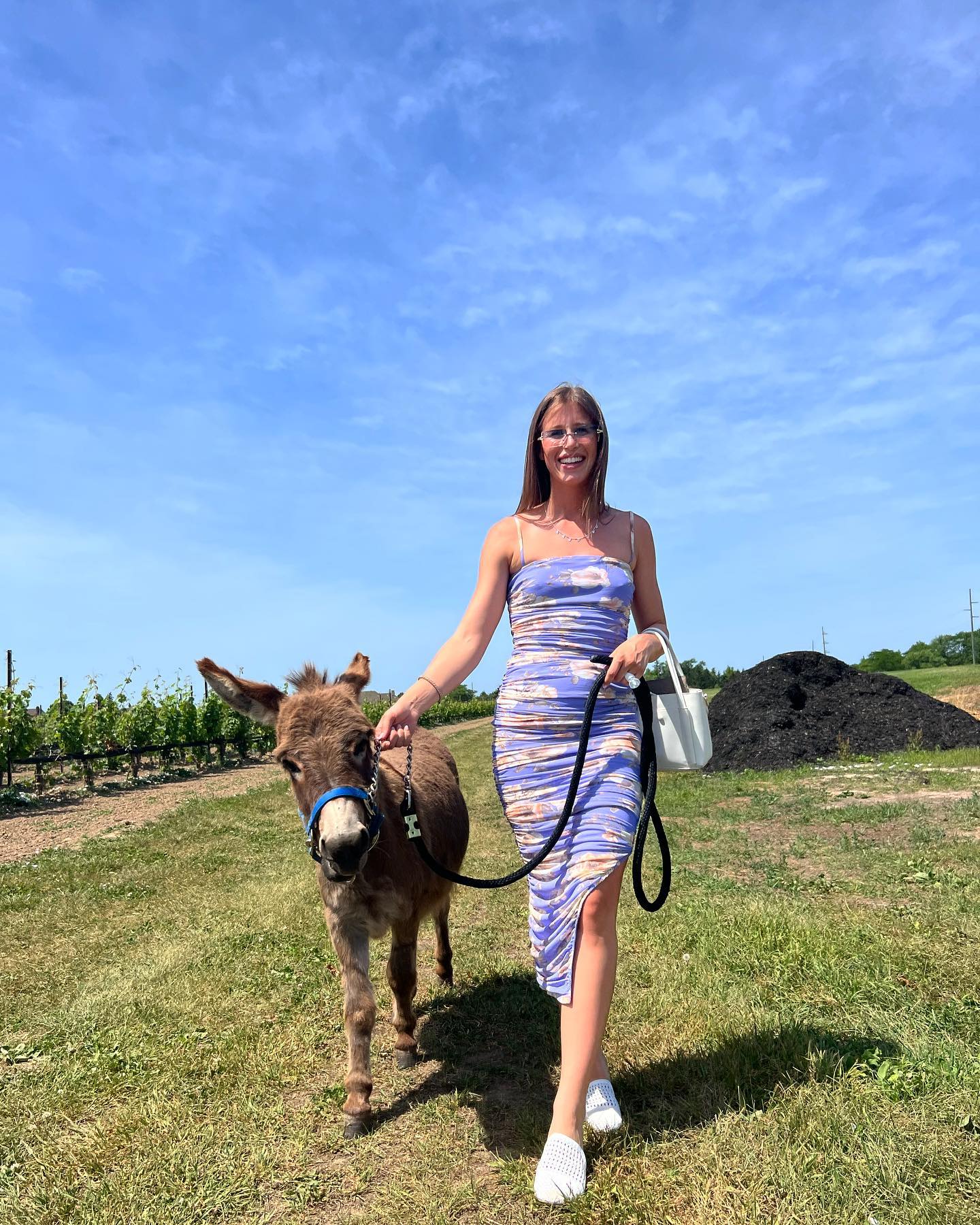 Cost of a Miniature Donkey