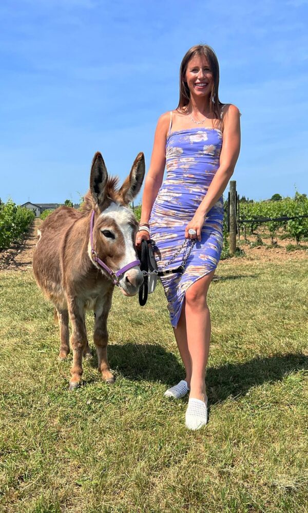 Mini Donkey Price