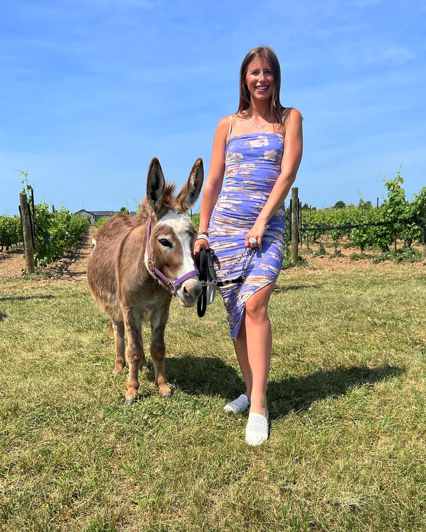 Mini Donkey Price