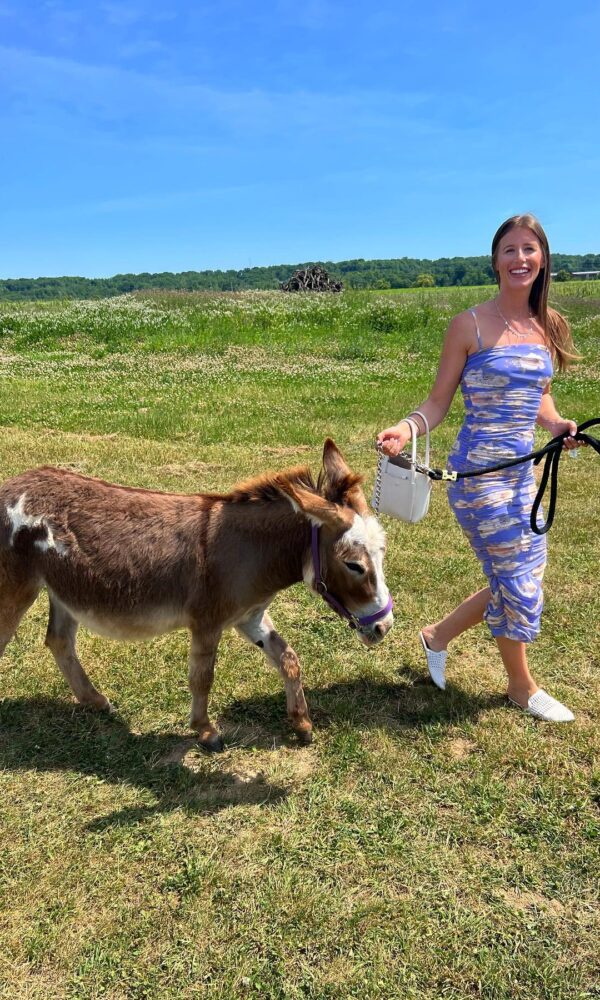 Miniature Donkey Price