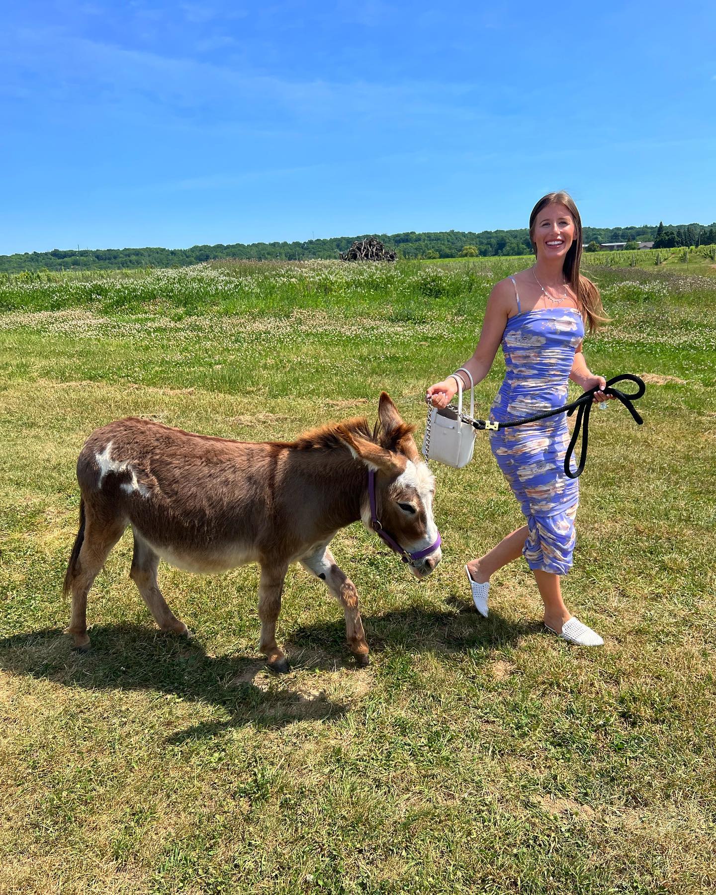Miniature Donkey Price
