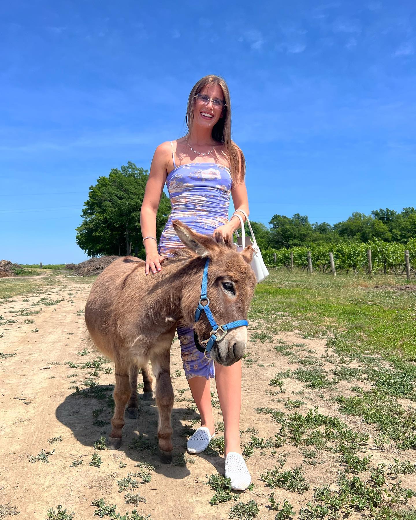 Micro Mini Donkey