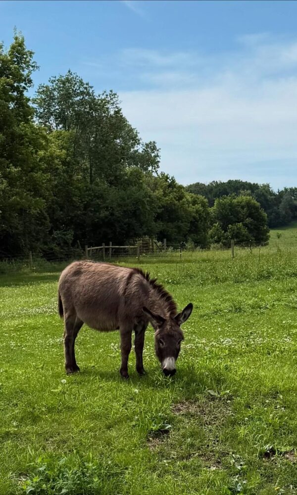 miniature donkey vs standard donkey