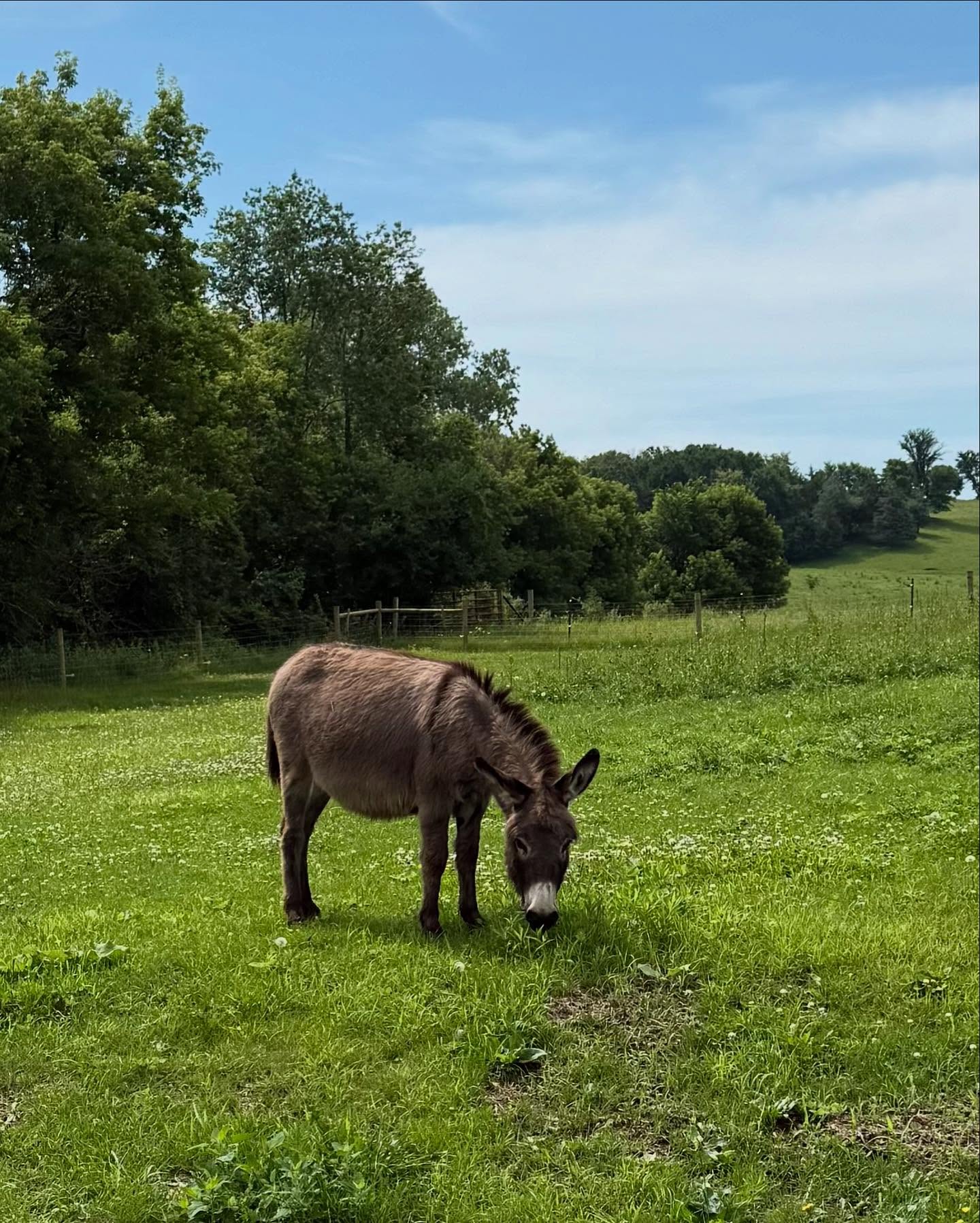 miniature donkey vs standard donkey