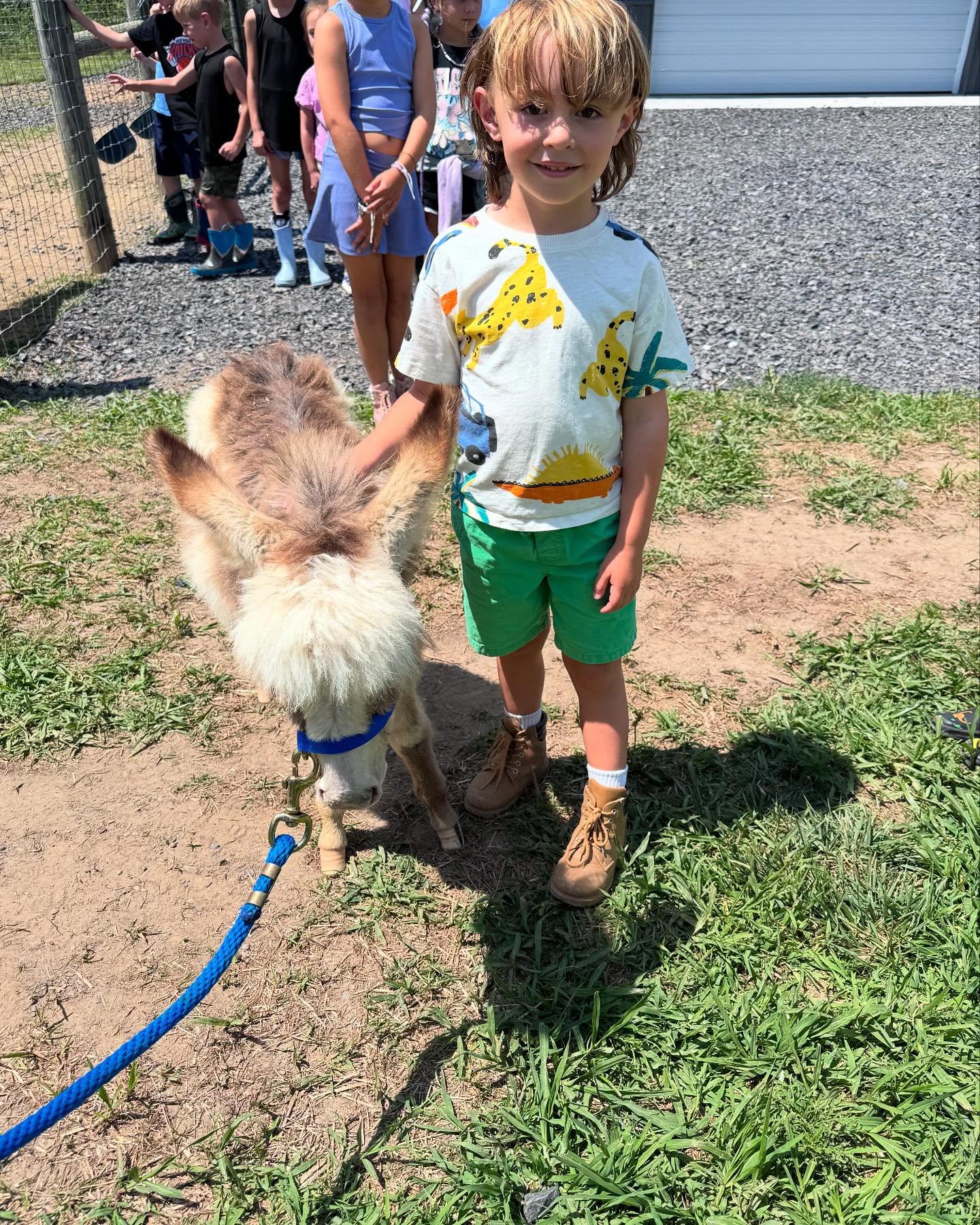 Micro Mini Donkey for Sale