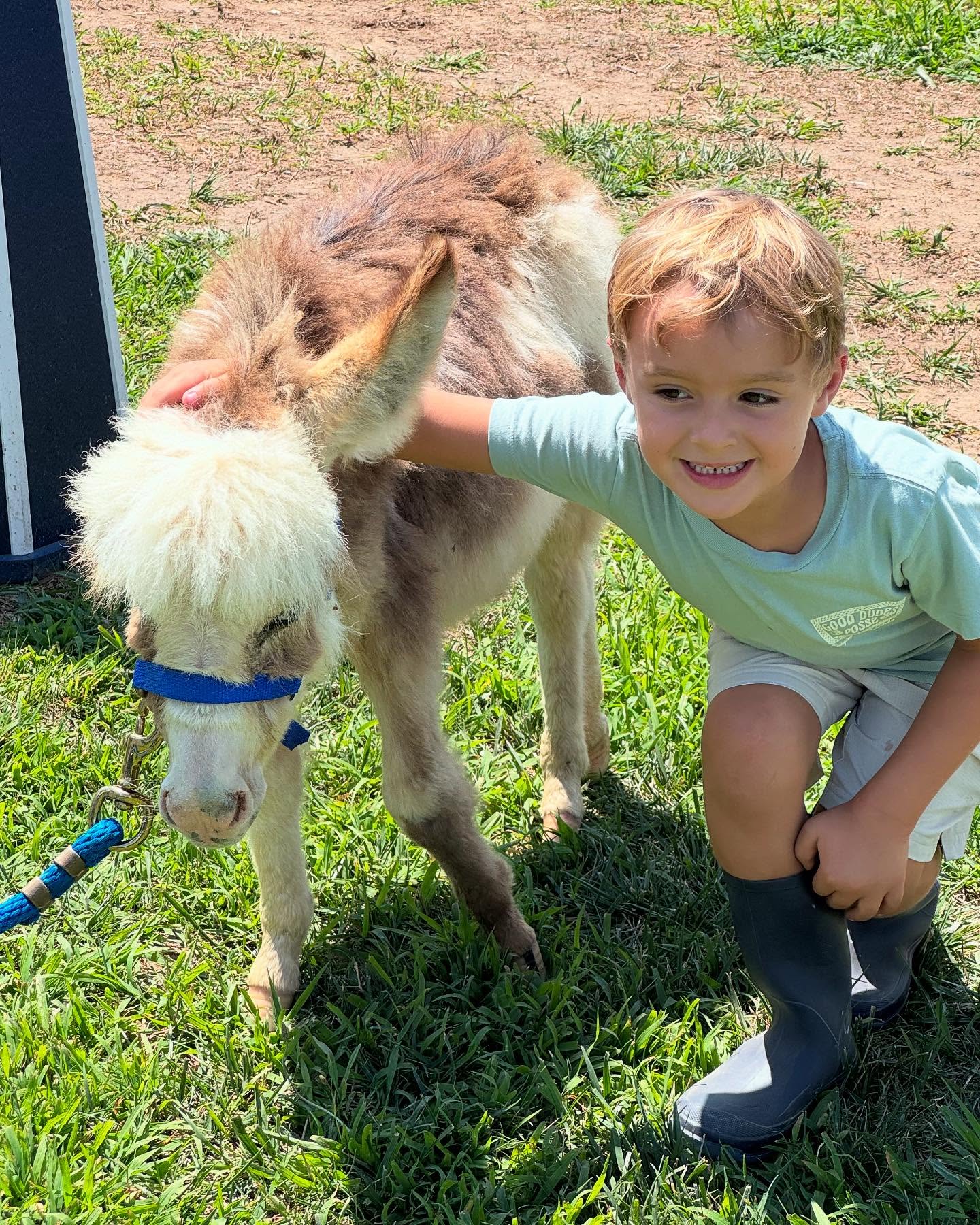 Micro Miniature Donkeys