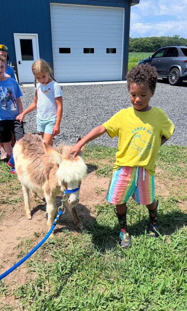 Miniature Donkey Price