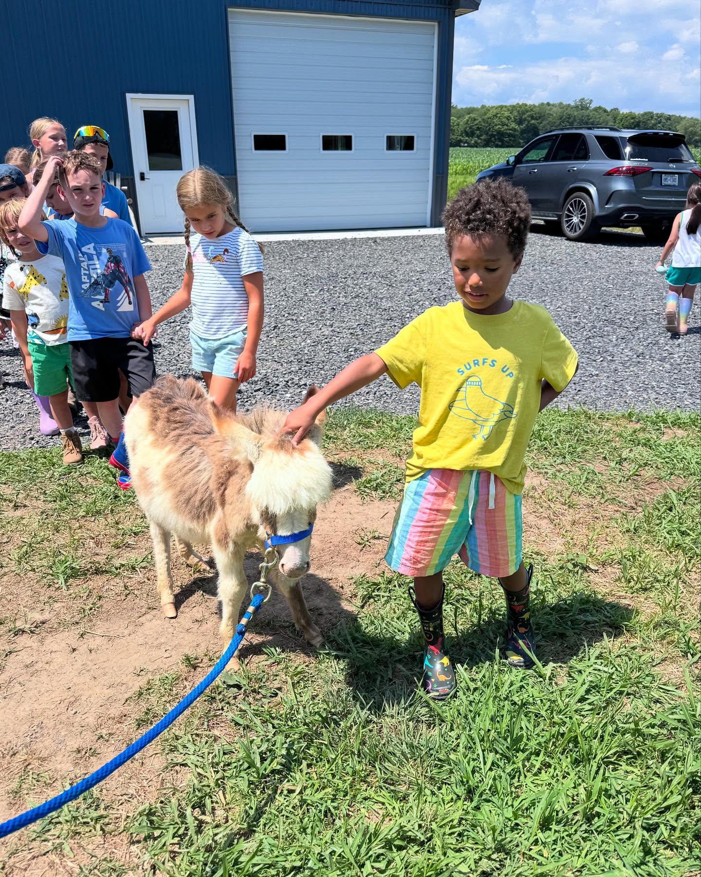 Miniature Donkey Price